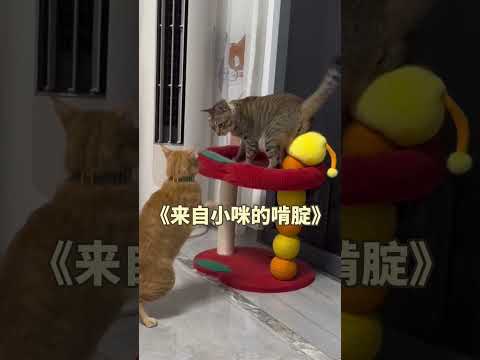 猫咪最新知道：解密猫咪行为背后的科学与趣闻