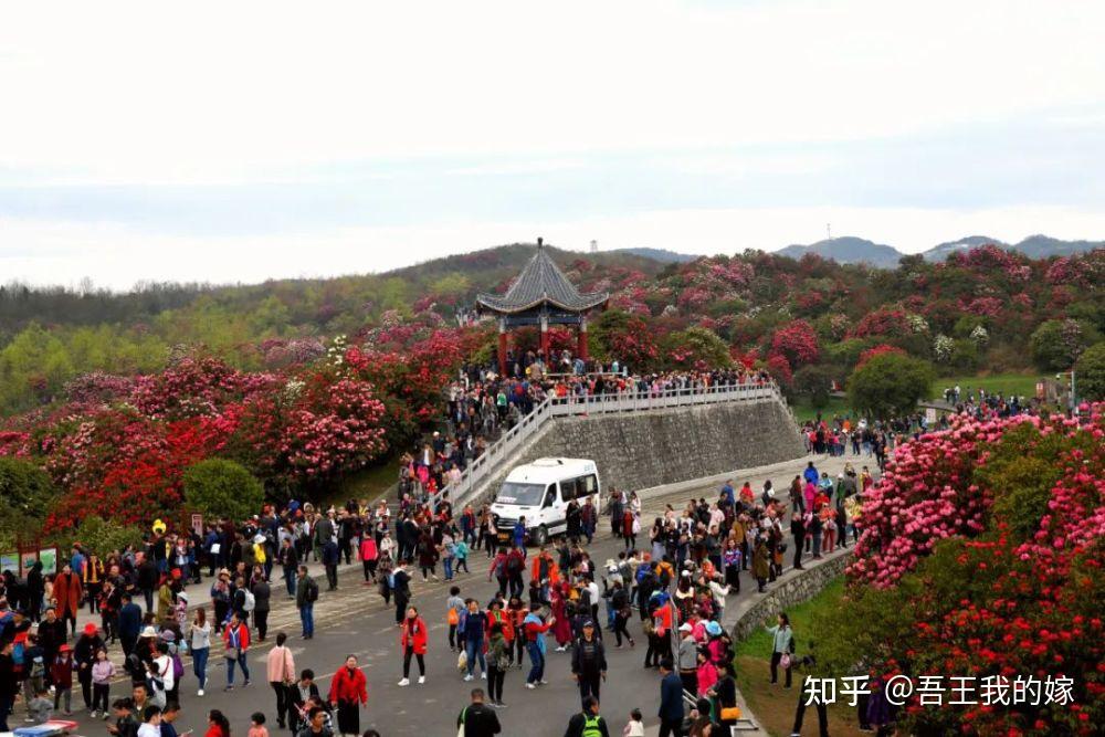 最新百里杜鹃公路建设：助力地方经济发展与生态保护的双重挑战