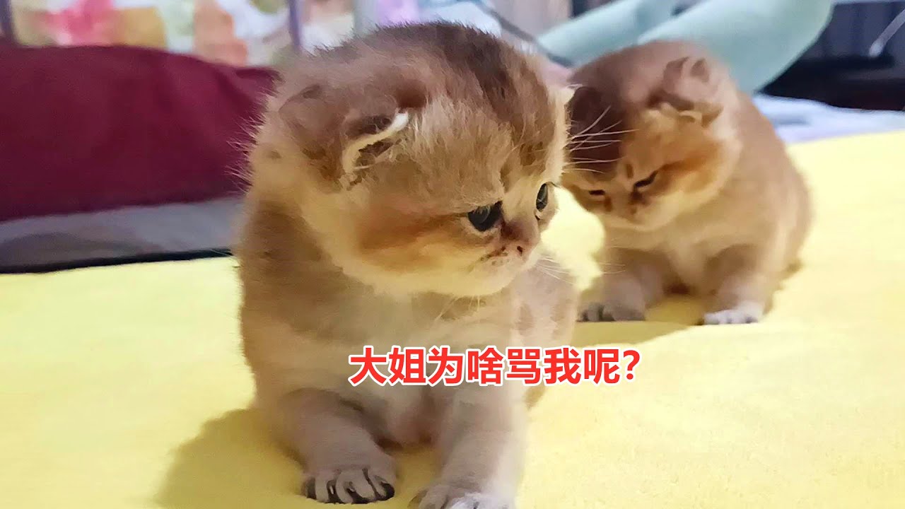 猫姐姐最新：观察其发展趋势和潜在危险