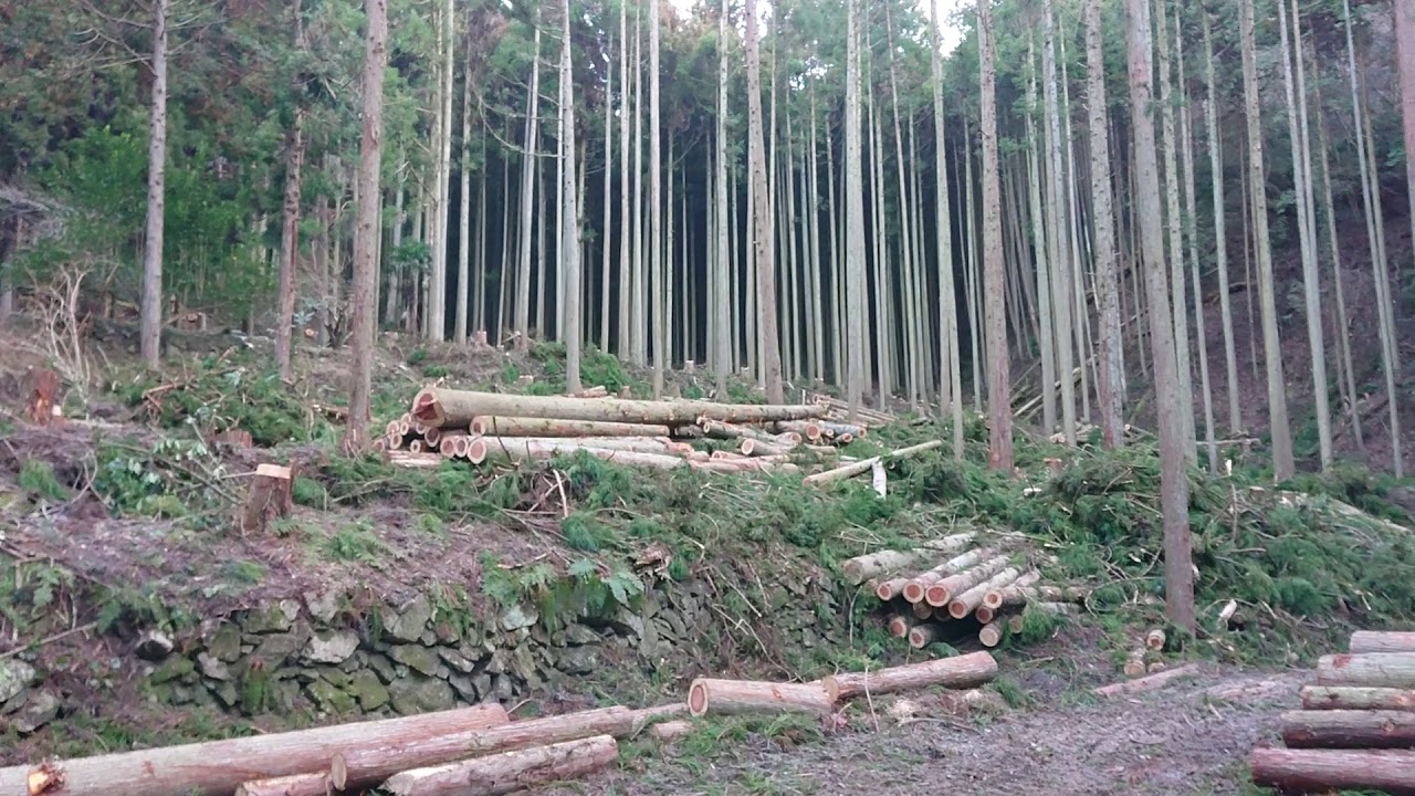 岳阳林纸股票最新消息：深度解读行业趋势与投资风险