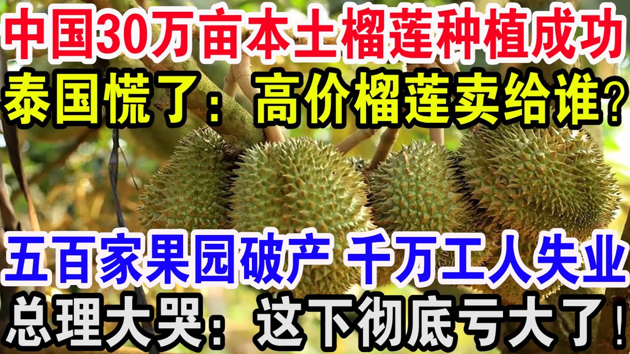 新发地榴莲最新价格及市场行情分析：品质、供应链及未来趋势预测