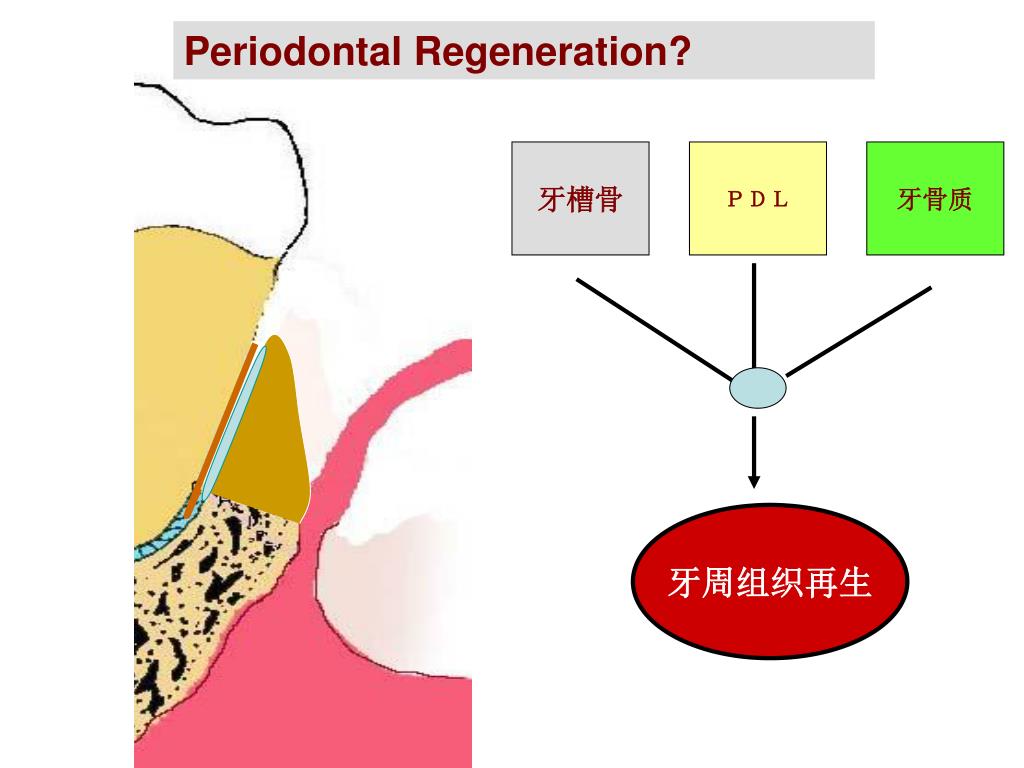 牙周再生最新技术与未来展望：疗法、风险及伦理挑战