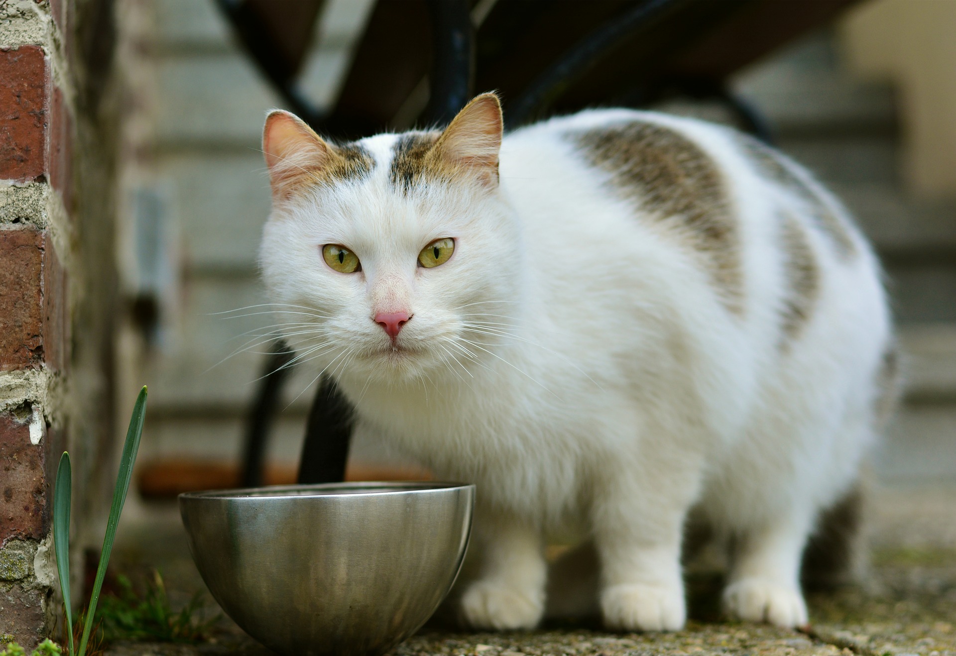 解码最新猫行：趋势、挑战与未来发展预测