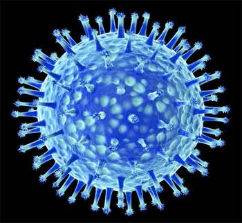 鸡的最新研究：从育种技术到市场行情深度解读