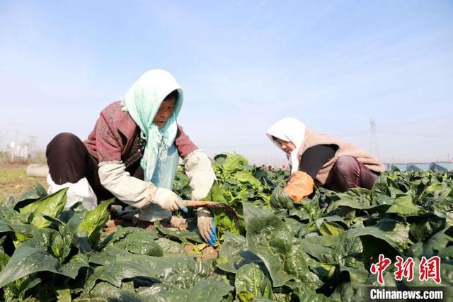 菠菜的最新价格波动分析：影响因素、市场行情及未来预测