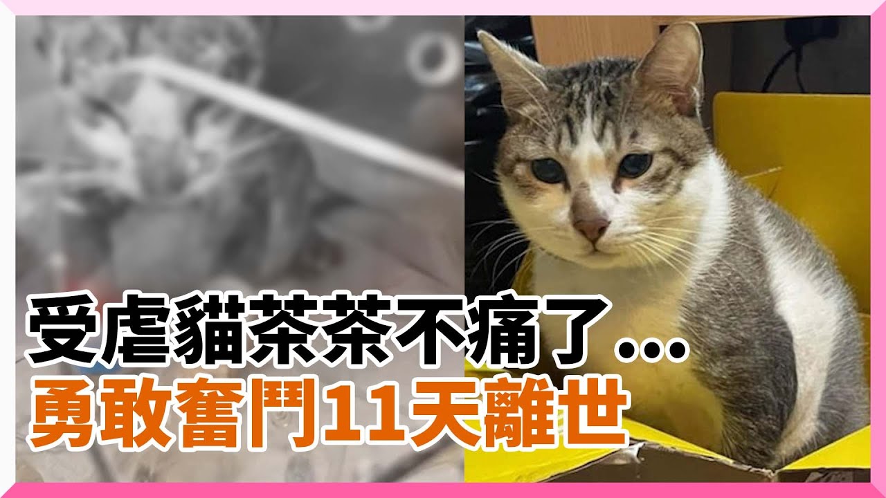 猫妹妹事件最新进展：深度剖析事件影响及未来走向