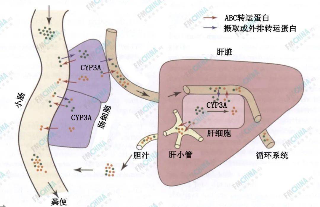 肝研究最新进展：从药物研发到精准治疗，探寻未来方向