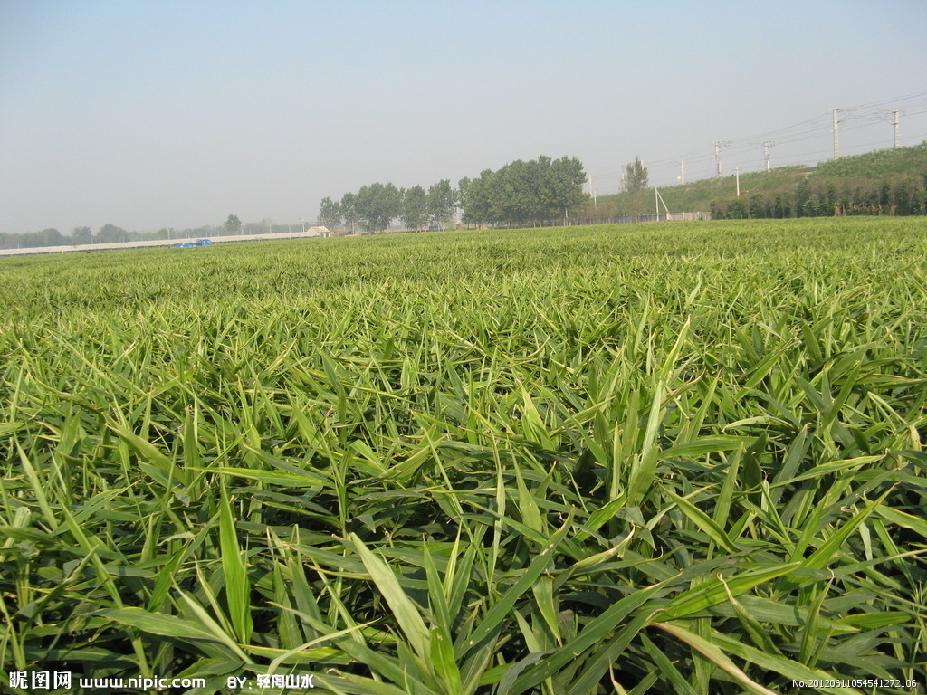 生姜最新作用研究：从抗炎到防癌，挖掘生姜的无限潜能