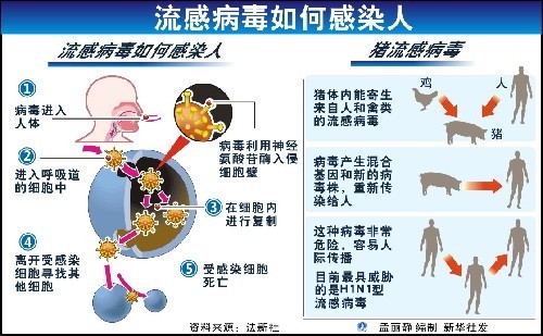 解码最新A型病毒：传播途径、潜在风险及未来防控策略