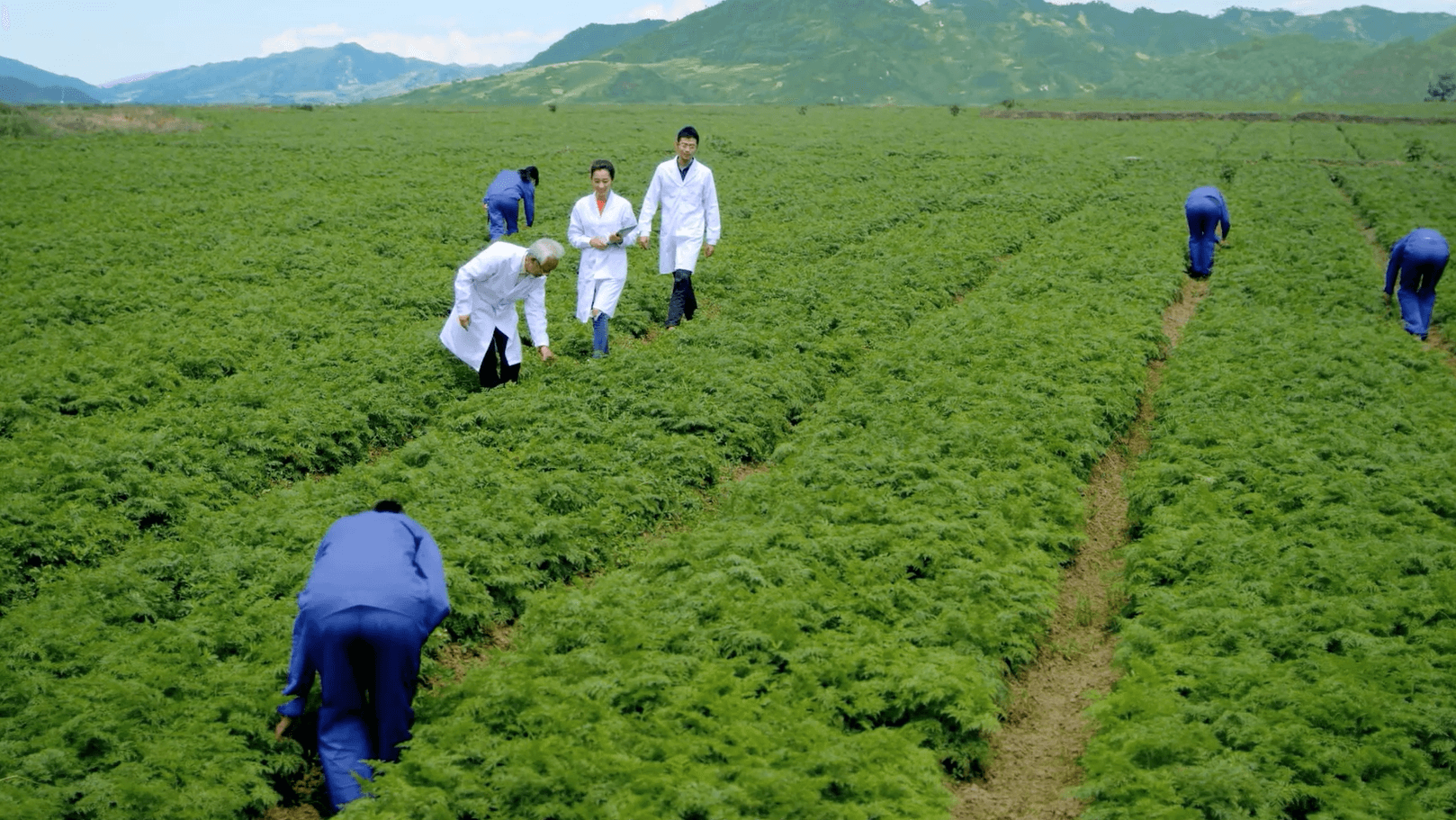 中药材