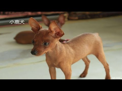 2024最新小鹿犬品种大全：优缺点分析及饲养指南