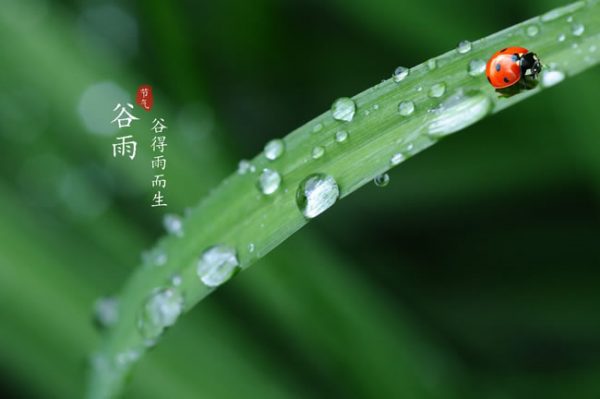 谷雨最新版深度解析：功能升级、用户体验及未来展望