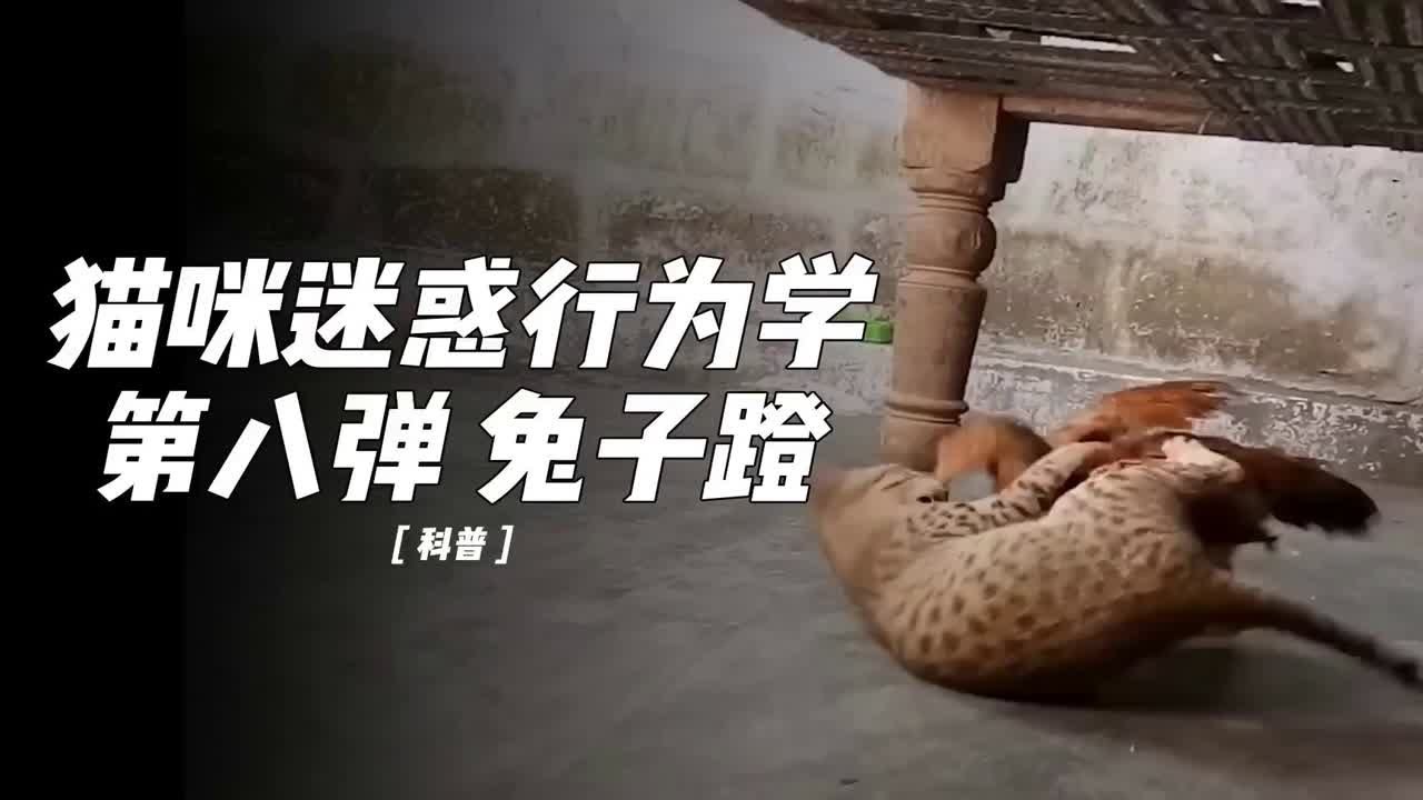 猫子最新污：观念变化与新媒体成功的探讨