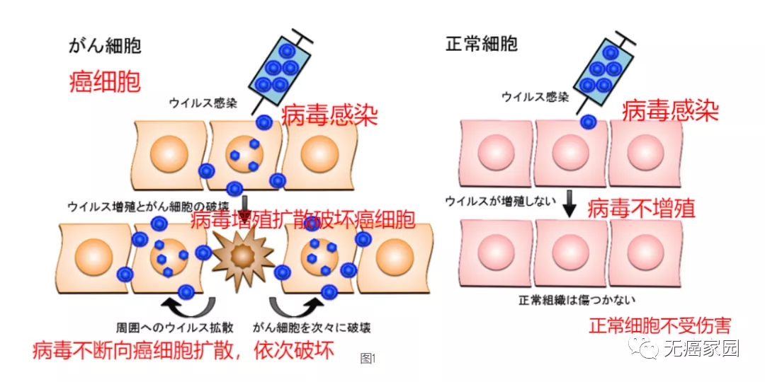 HSV病毒最新科研成果：从基因治疗到免疫干预，探索病毒感染与抑制的全新路径