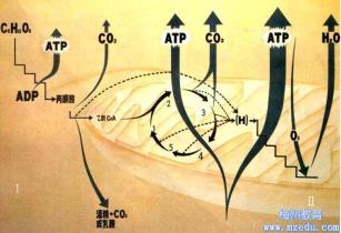 2024年生物高考最新考点深度解析：基因表达调控与生态系统稳定性