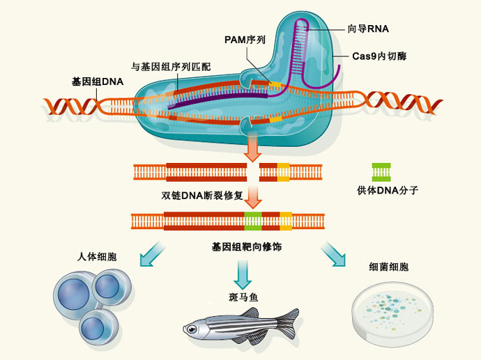 深度解读最新兽药手册：兽药行业政策变化与兽医临床实践指南