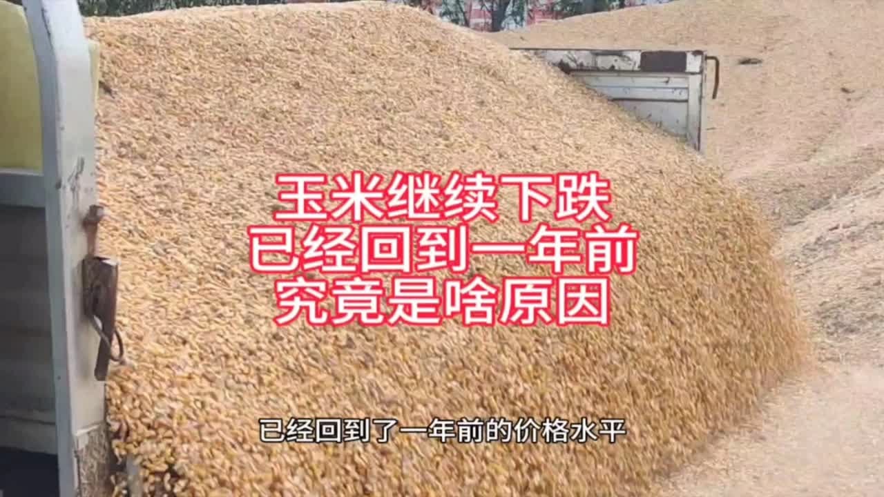 玉米拍卖最新动态：价格走势分析及未来市场预测