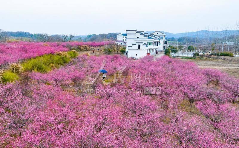 张芳瓦最新事务及其影响：从多个角度分析其发展趋势