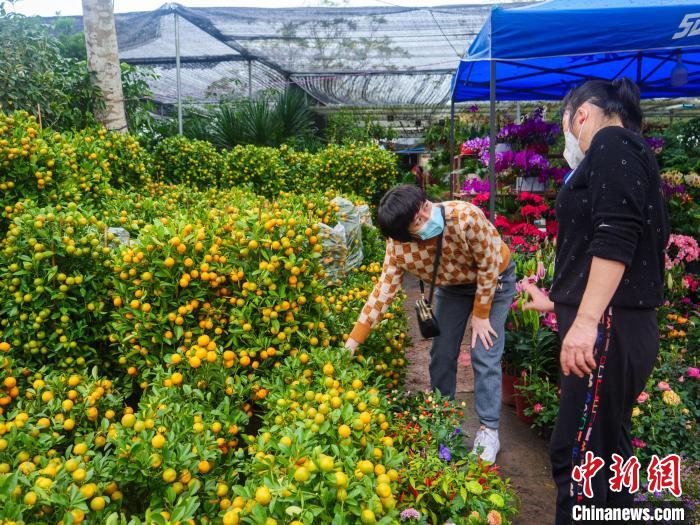 镇江花海最新动态：赏花攻略、未来规划及潜在挑战