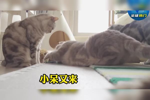 某猫最新趋势分析：前景、挑战和未来发展