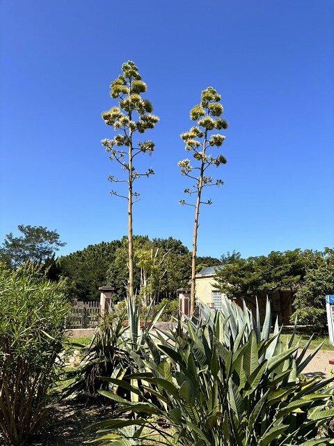 海口永和花园最新消息：价格走势、配套设施及未来发展趋势分析