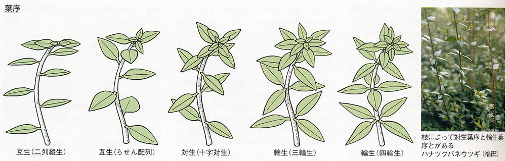 超全分析：最新橘口种的优劣、发展趋势和实际应用