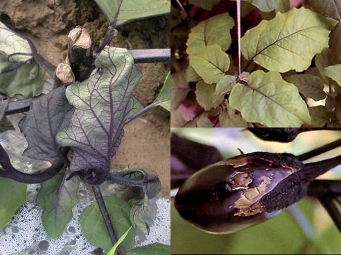 茄子大最新品种及种植技术深度解析：高产优质的秘诀