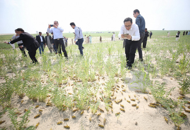 埃及蝗虫最新动态：蝗灾防治现状与未来挑战