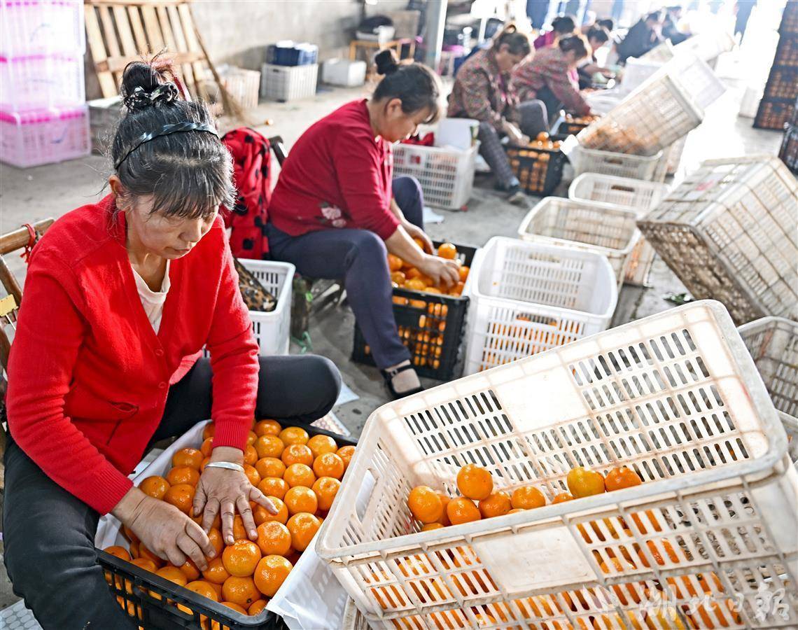 最新莌桔动态：生产、销售和市场趋势的分析