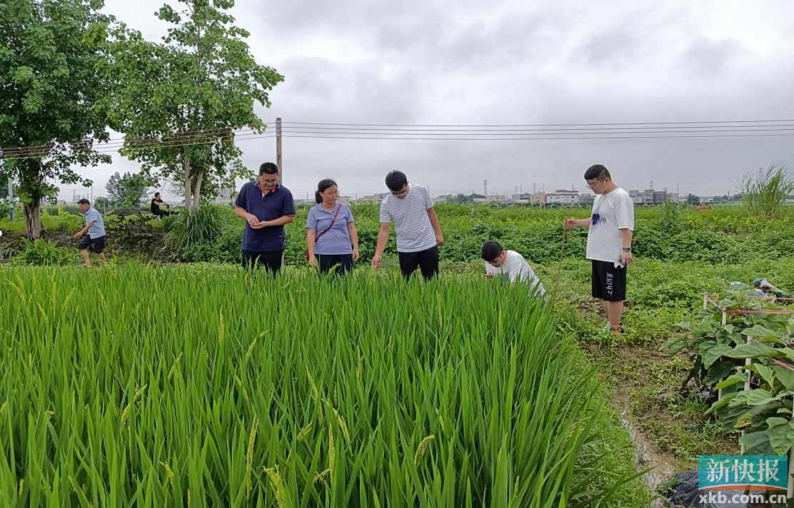 新郑龙湖镇最新消息：发展规划、产业升级及民生改善深度解读