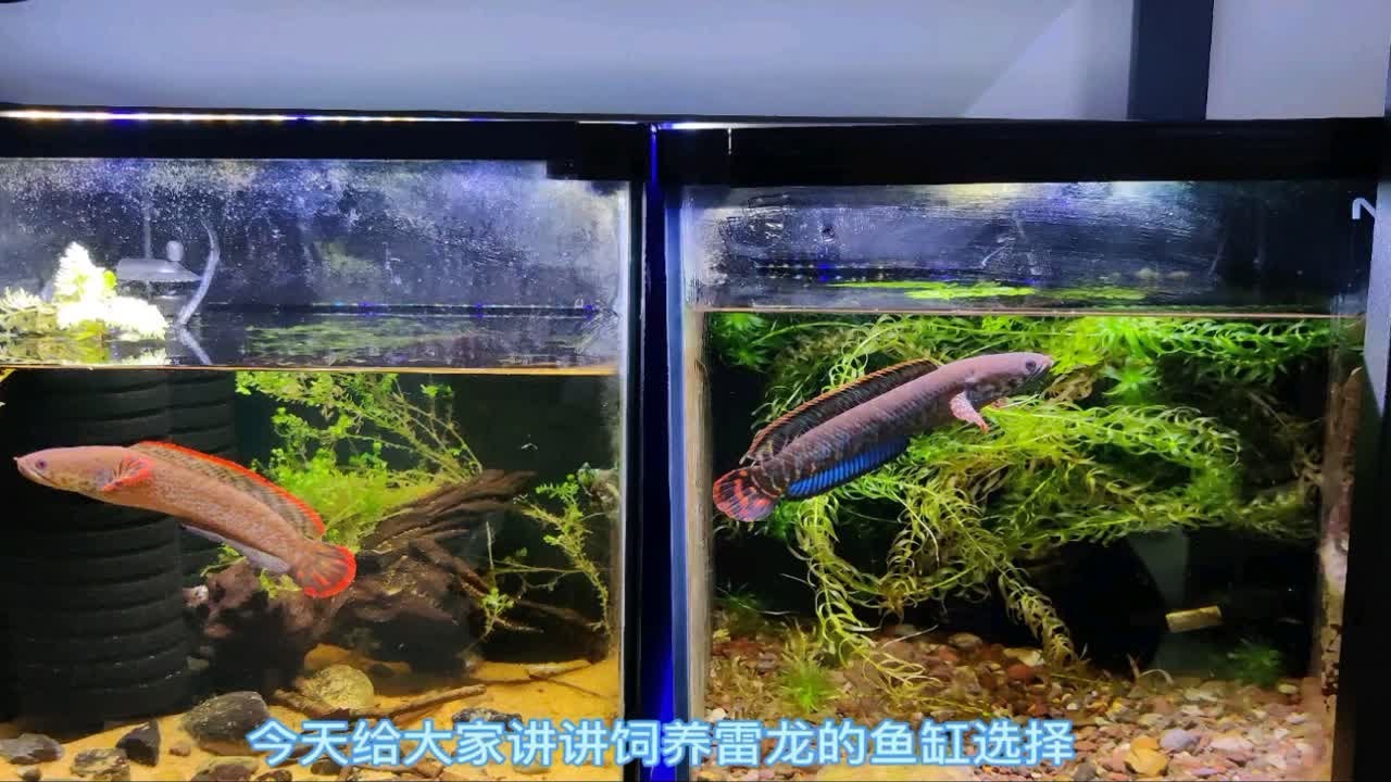 芒红芒小雷最新前穷：分析其影响与发展趋势